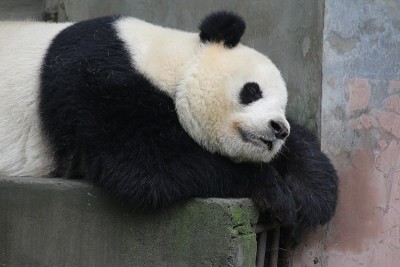 懒惰的昏昏欲睡的熊猫