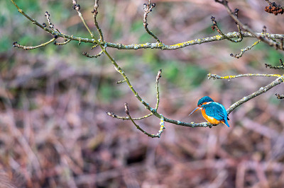 雌性普通翠鸟(alcedo atthis)栖息在冬天的树枝上