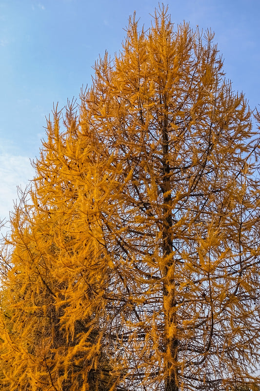 干燥的针叶树枝对着天空。生态灾难。干旱。