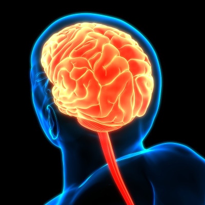 Central Organ of Human Nervous System Brain Anatom