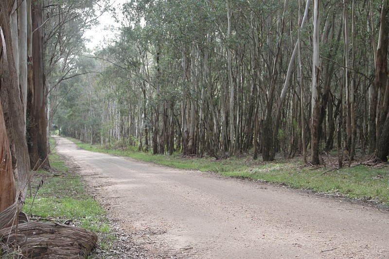 为南美洲桉树林设计的道路景观