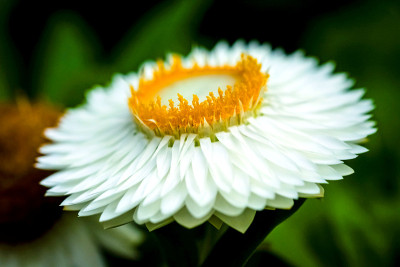 花blloom
