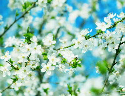 蜜蜂开花