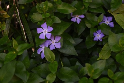 长春花大花。