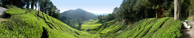 高原茶园全景图。