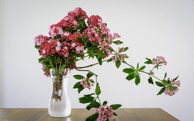山桂花枝在玻璃木桌上以白色为背景，插花式排列