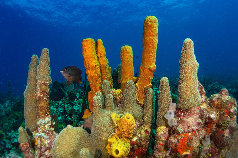 彩色的珊瑚，海绵和海扇在加勒比海与太阳背光在蓝色的海洋