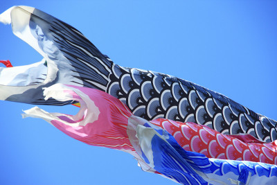 鲤鱼等浮电缆