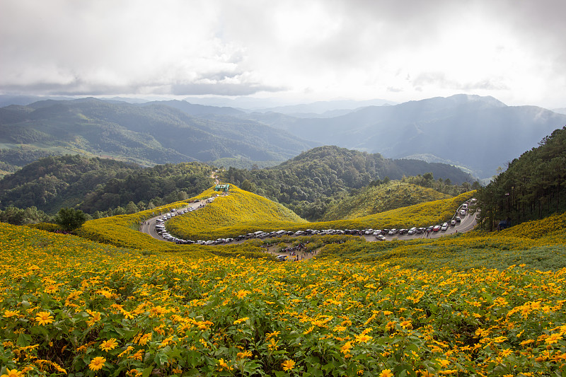 墨西哥向日葵(Bua Tong)山Doi Mae U-Kho在Khun Yuam区，Mae Hong