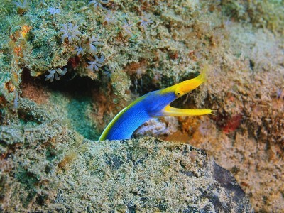 条海鳗