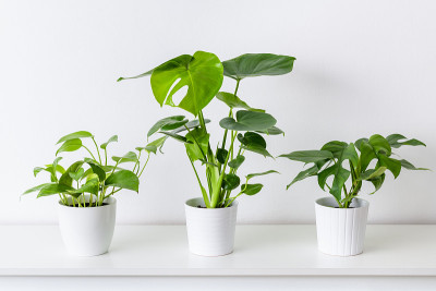 收集各种热带室内植物在白色陶瓷花盆。白色的架子上靠着白色的墙壁摆放着盆栽植物。
