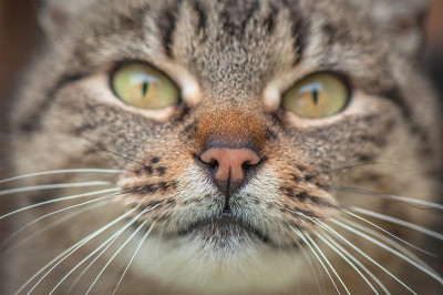 宏猫枪口