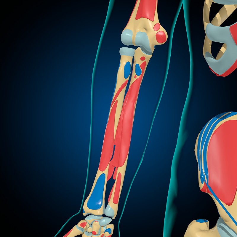 用于医学概念3D的肌肉起源和插入解剖骨骼