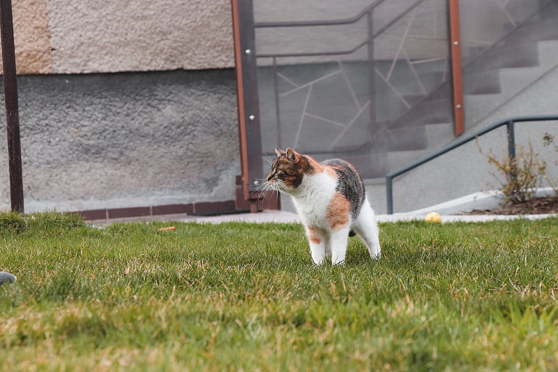 美丽的彩色猫站在那里一动不动地看着花园。家猫站起来像个战士。捷克的花园