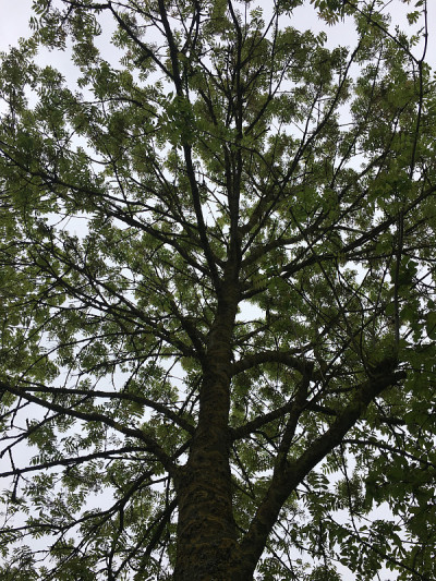 白蜡(Fraxinus excelsior)树- 2018年5月