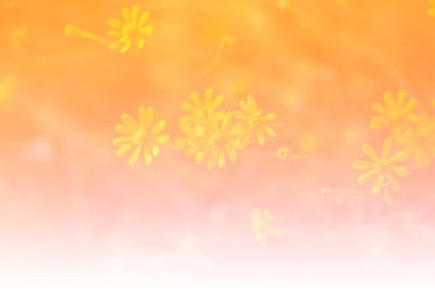 摘要黄草花在甜滤上