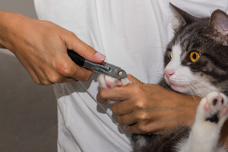 女人用剪子剪猫的爪子。动物梳理。猫爪。