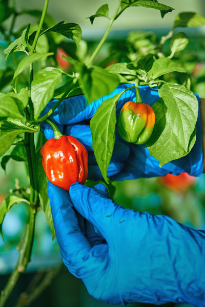 哈瓦那辣椒植物，以新鲜、成熟的哈瓦那辣椒为特色，随时可以采摘