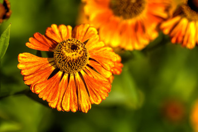 Helenium。花园的花。