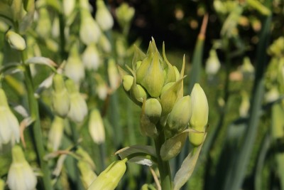 “绿花高尔顿花”-高尔顿花