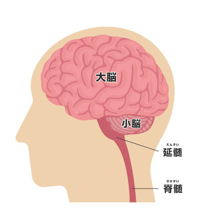 人体头部解剖结构矢量图(日文)