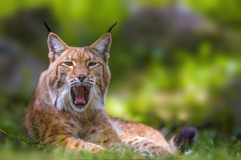 野生山猫躲在森林里