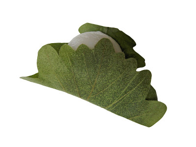 kasiwa moti(橡木米糕)的照片剪报