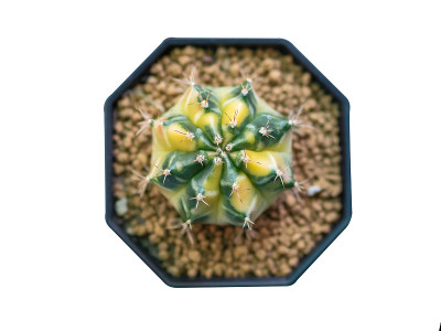 五颜六色的仙人掌植物