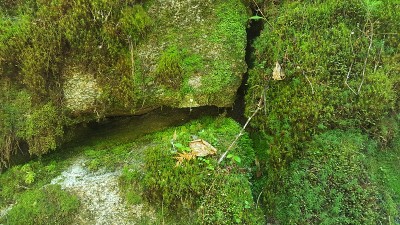 劳伦植被(Photo4)