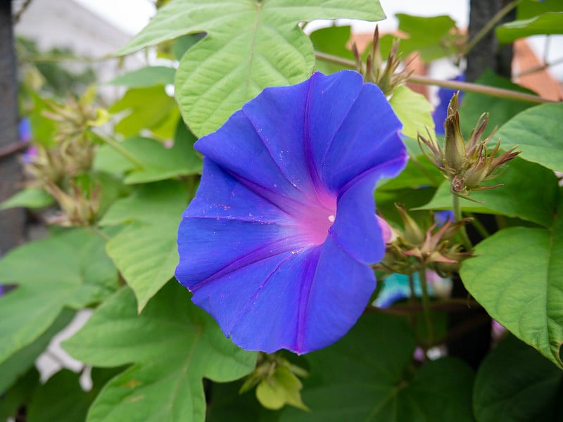 蓝色牵牛花或树蛙或番薯花特写