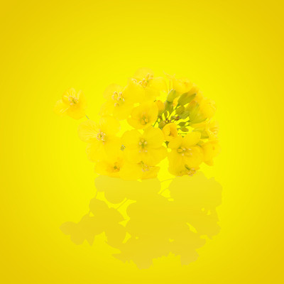 油菜籽花孤立。
