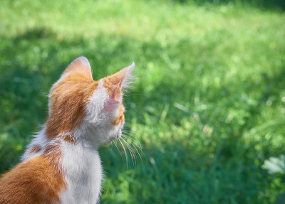 草丛里的小猫。