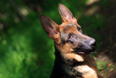 德国牧羊犬