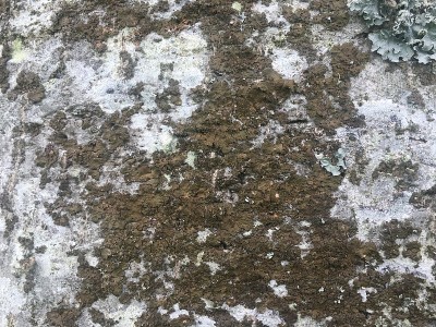 灰酱——树皮/地衣
