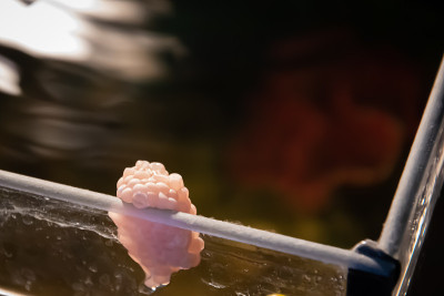 水蜗牛蛋的特写镜头在水族馆