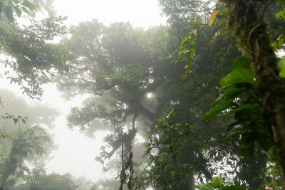 在茂密多雾的雨林深处