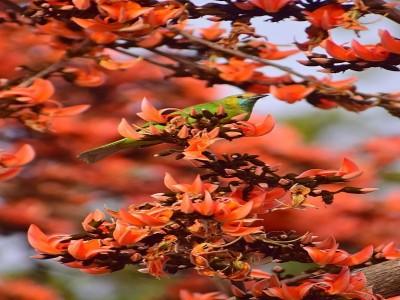 Palash ful /Butea monosperma / Sacred Tree/ fire o