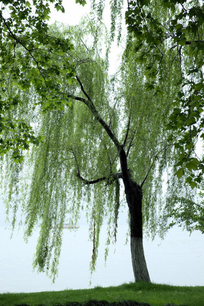 垂柳树