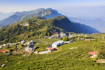 阿里石卓茶园