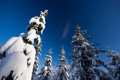 雪树