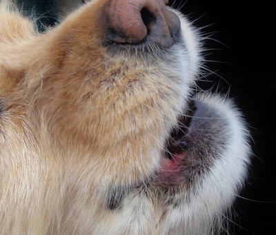 可卡犬说话