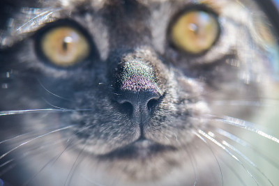 小猫