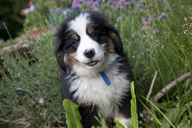 伯恩斯山地犬的小狗，英国