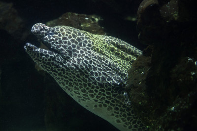 棘moray (Gymnothorax favagineus)