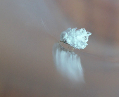 携带草蛉幼虫的碎片