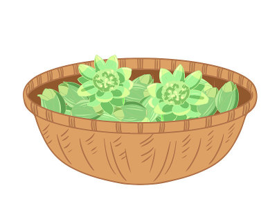篮子里的日本butterbur
