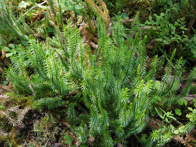 鹿角石松，石松