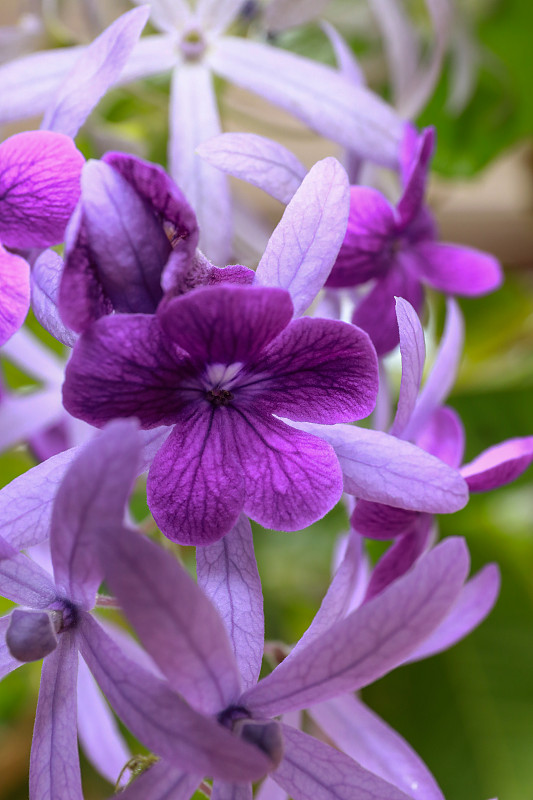 紫热带花Petrea volubilis L.的特写。