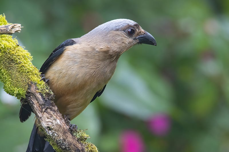 婆罗洲树蛙(Dendrocitta cinerascenen)，已知也是婆罗洲岛特有的