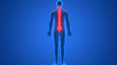 人体骨骼系统脊柱解剖学